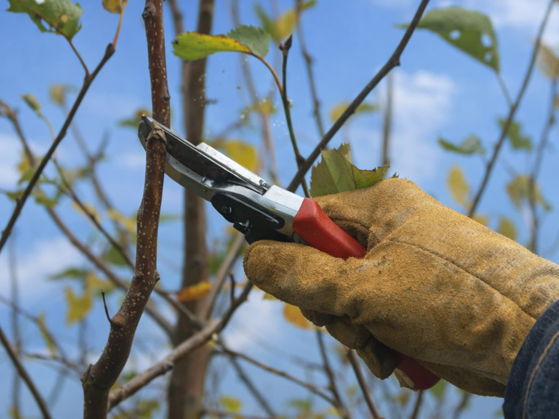 Snoeien in de tuin — SnoeiWijzer van GroenerGroen
