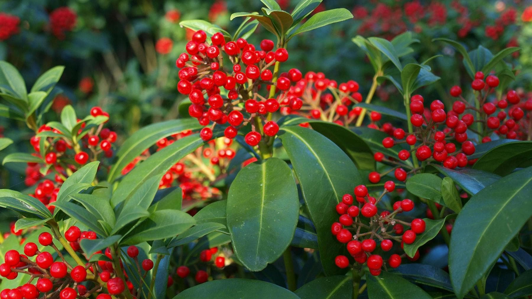 Skimmia snoeien