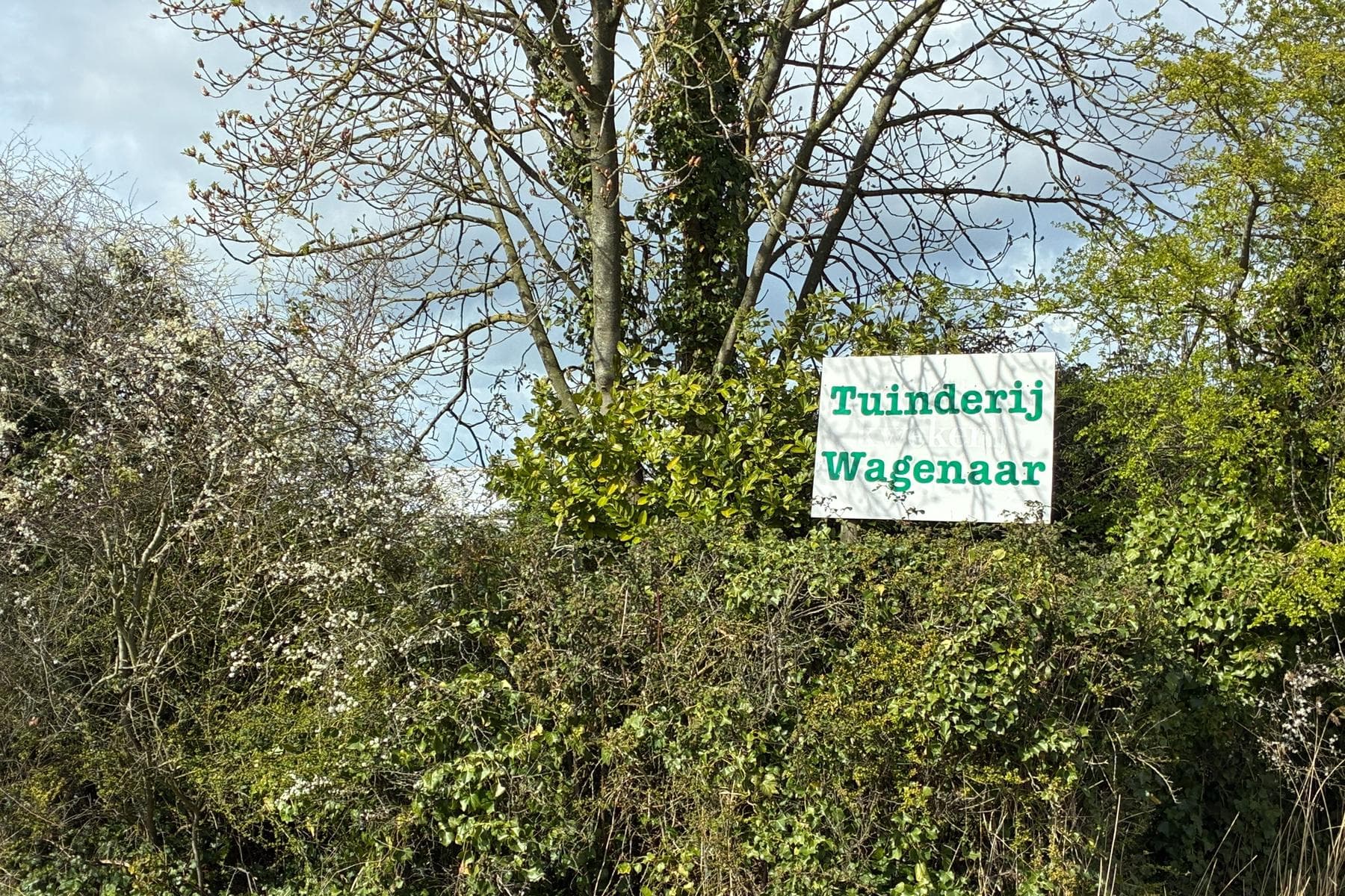 Tuinderij Wagenaar: windsingel rond de kwekerij