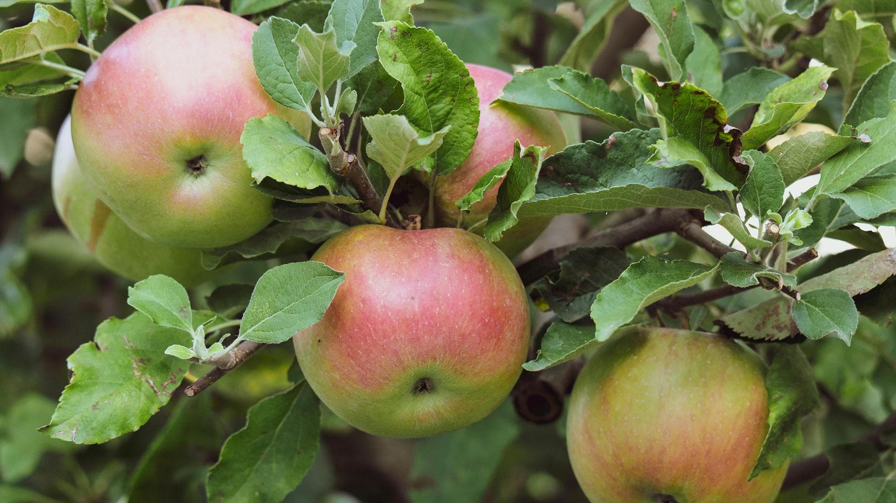 Appelboom snoeien