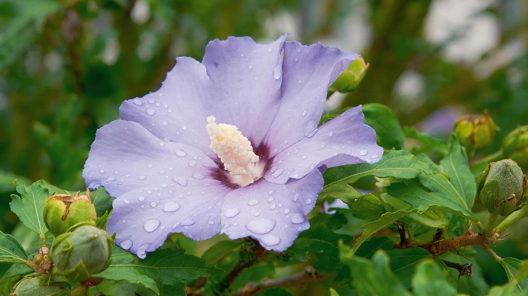 Hibiscus snoeien
