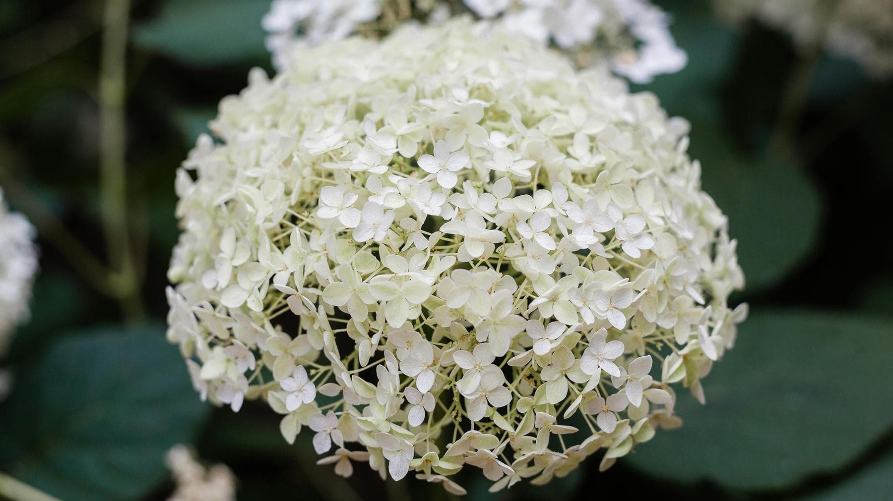 Hortensia Annabelle snoeien
