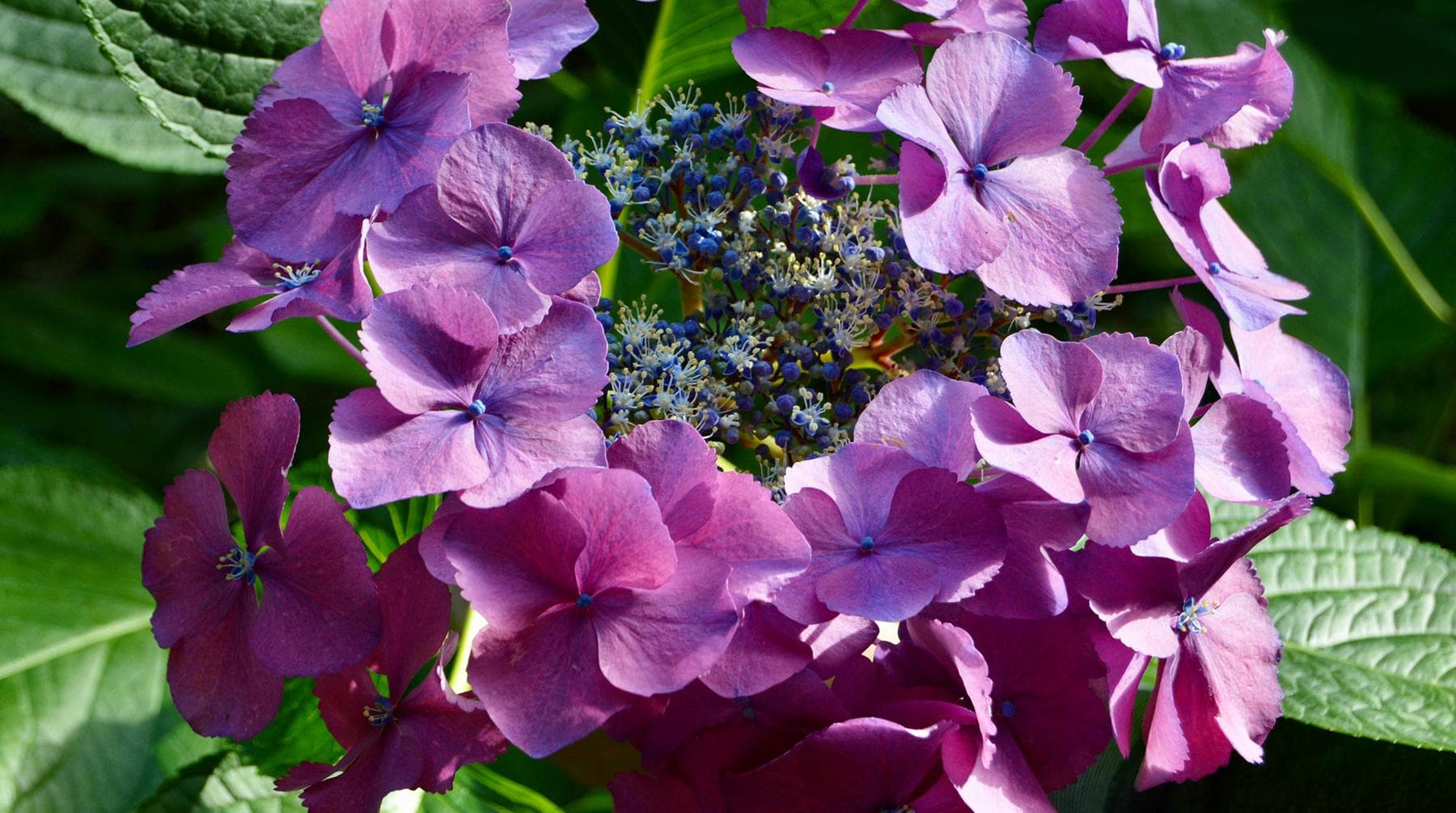 Boerenhortensia met schermvormige bloemen