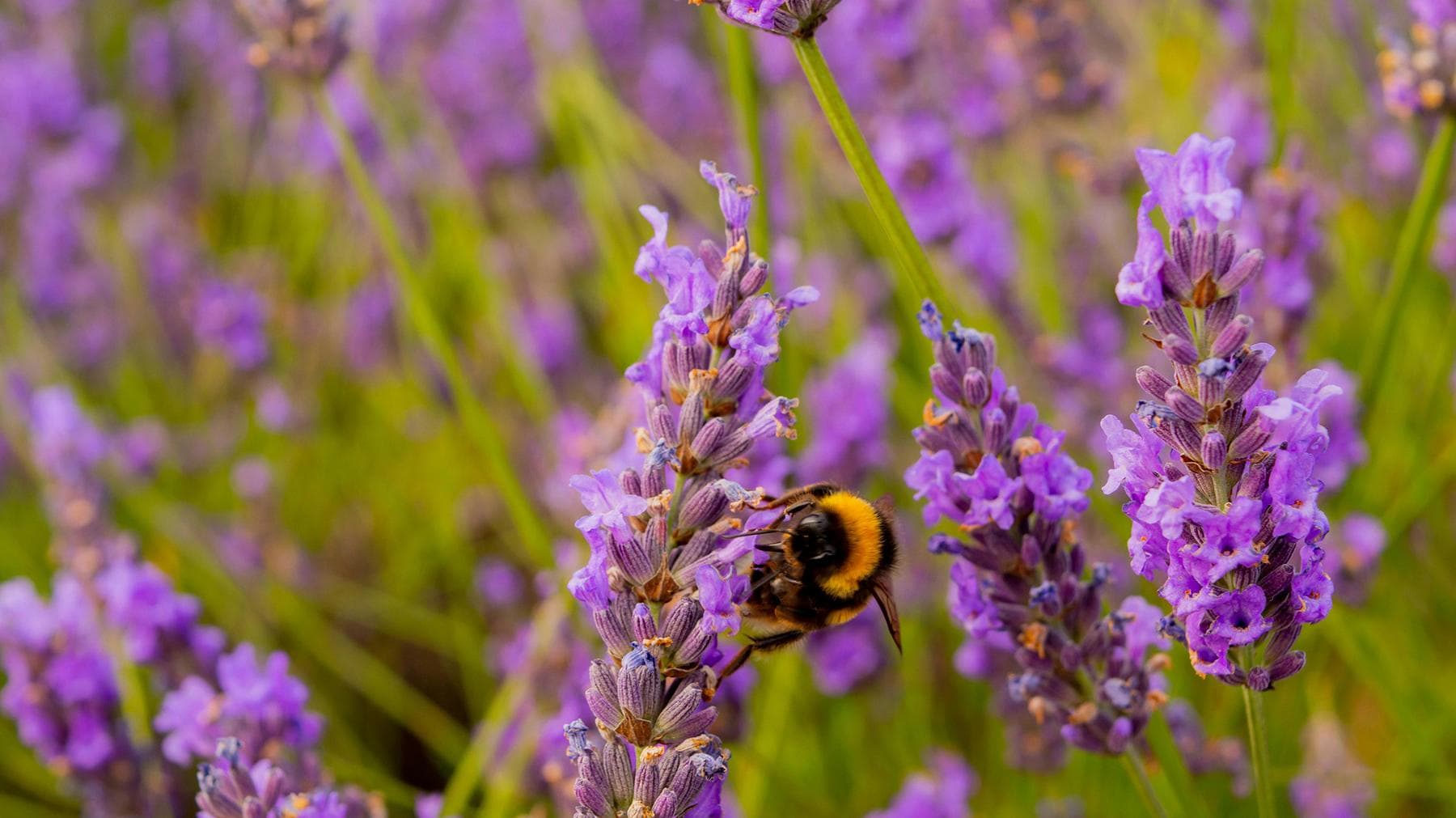 Lavendel snoeien