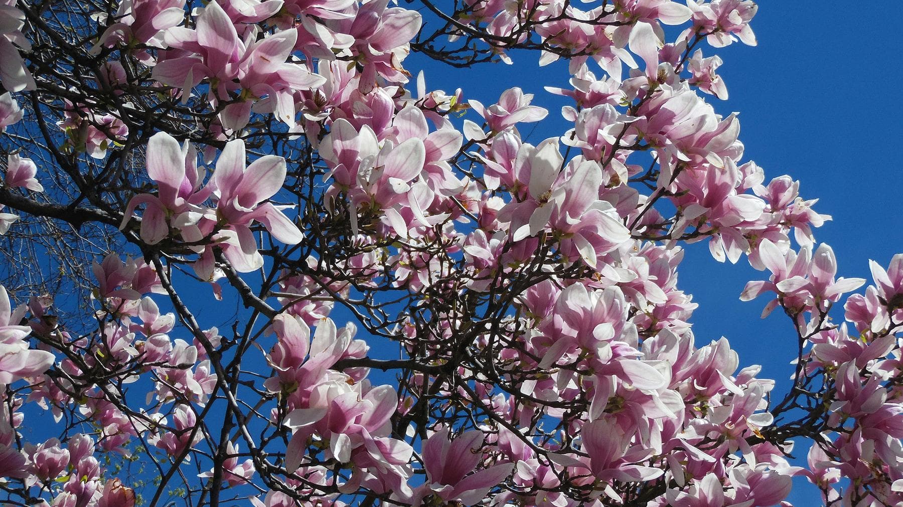 Magnolia snoeien