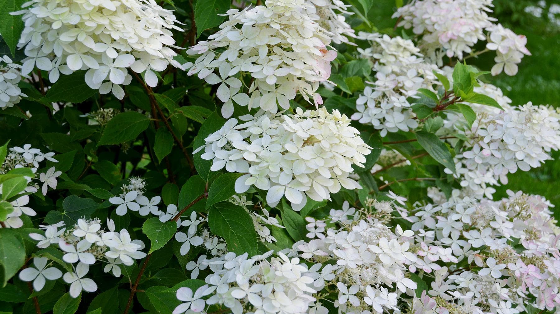 Pluimhortensia snoeien