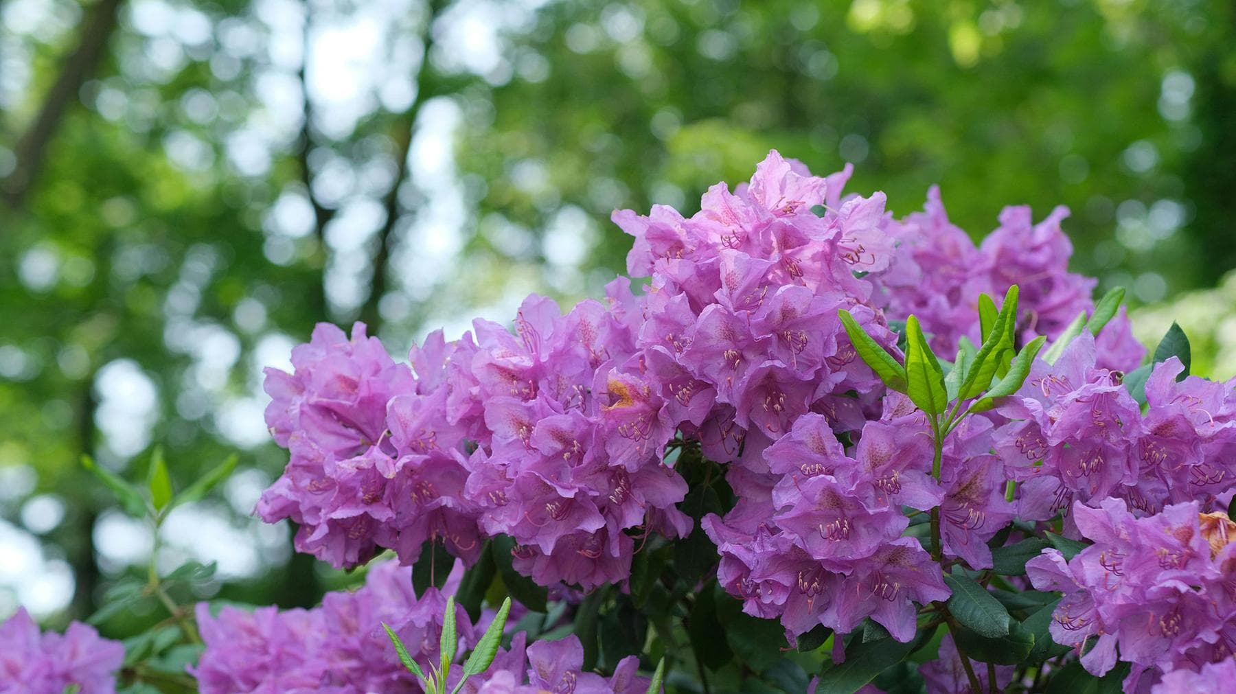 Rododendron snoeien