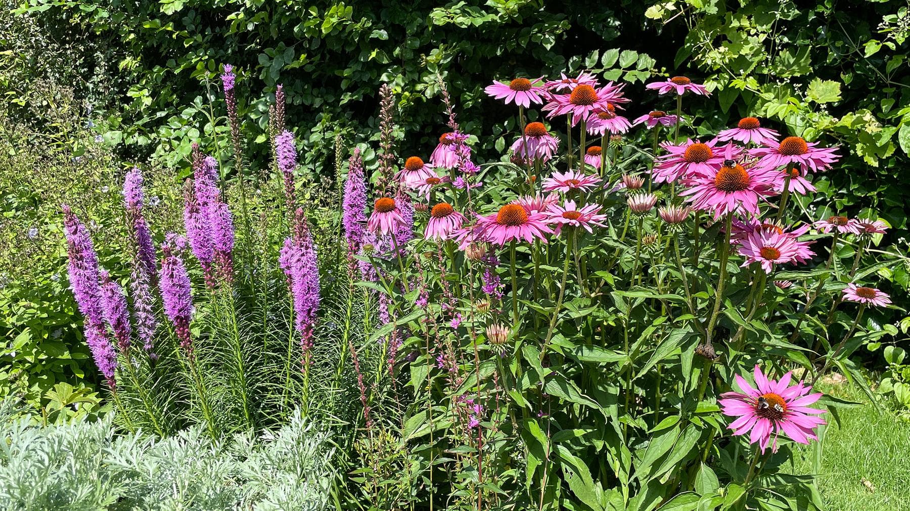 Vaste planten snoeien